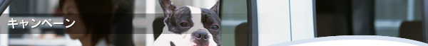キャンペーン